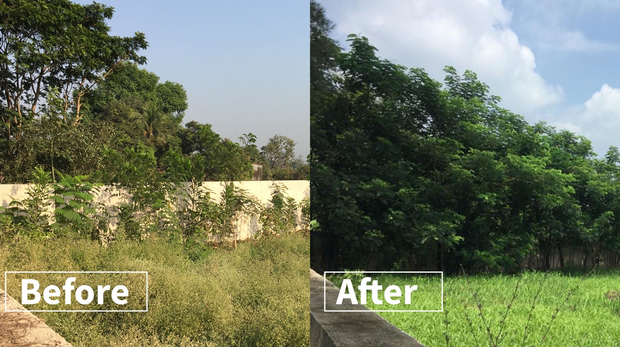 Forest landscape representing environmental commitment through Forest Creators